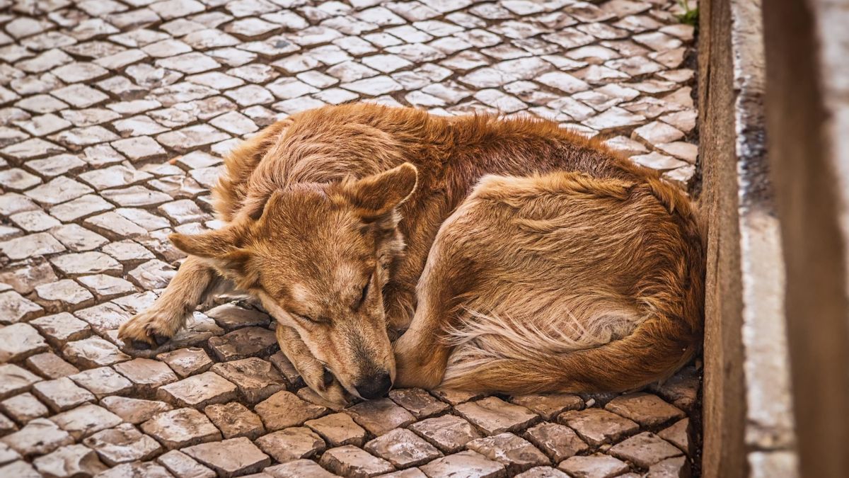 Desprotección animal: desaparecen perros de caza en Lillo del Bierzo y se rechaza la declaración de la anguila en peligro