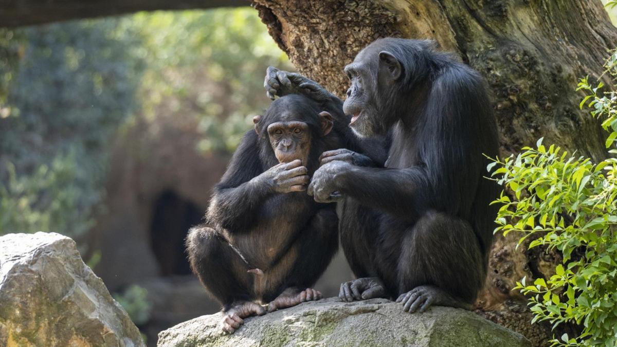 Sexualidad primitiva impulsó la explosión de biodiversidad, según estudio de Cambridge