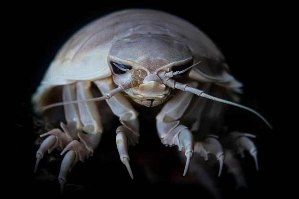 Isótopo gigante Bathynomus giganteus en su entorno profundo