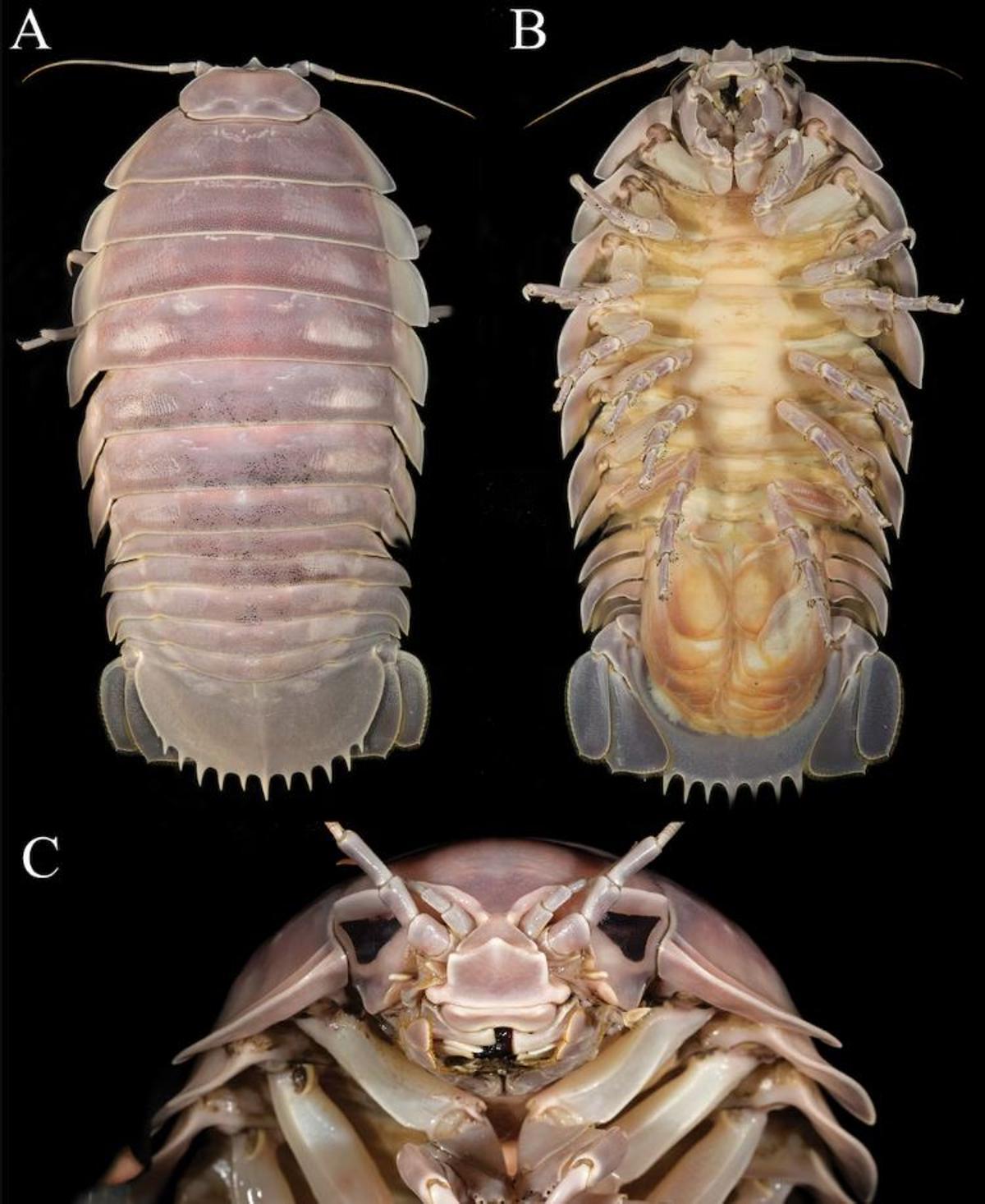 Corte transversal del enorme estómago que ocupa dos tercios del cuerpo del isópodo