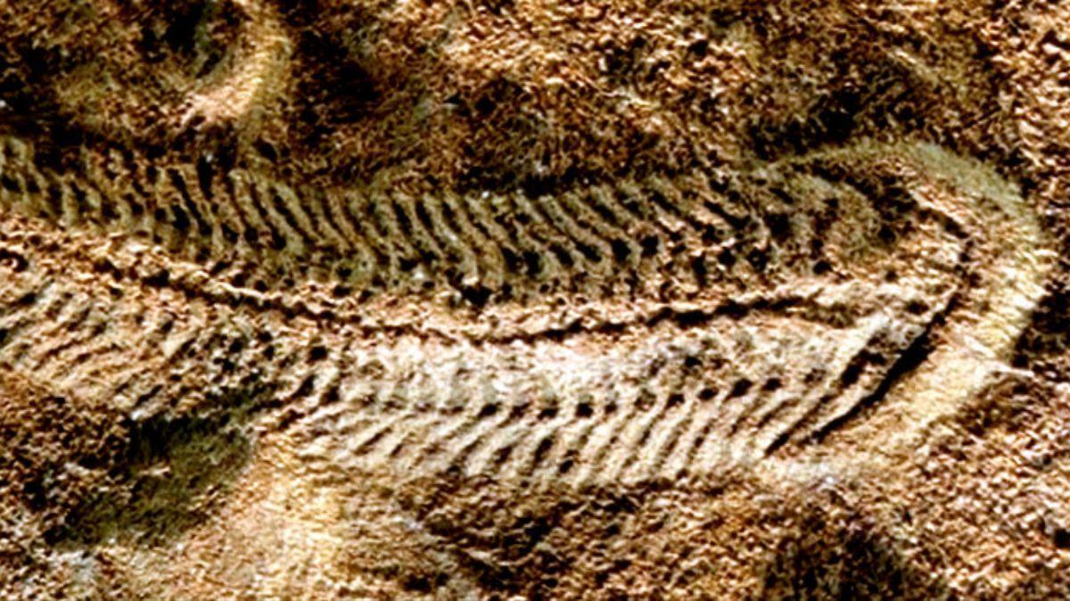 Impresión artística de una comunidad ediacárica que muestra organismos primitivos y su entorno