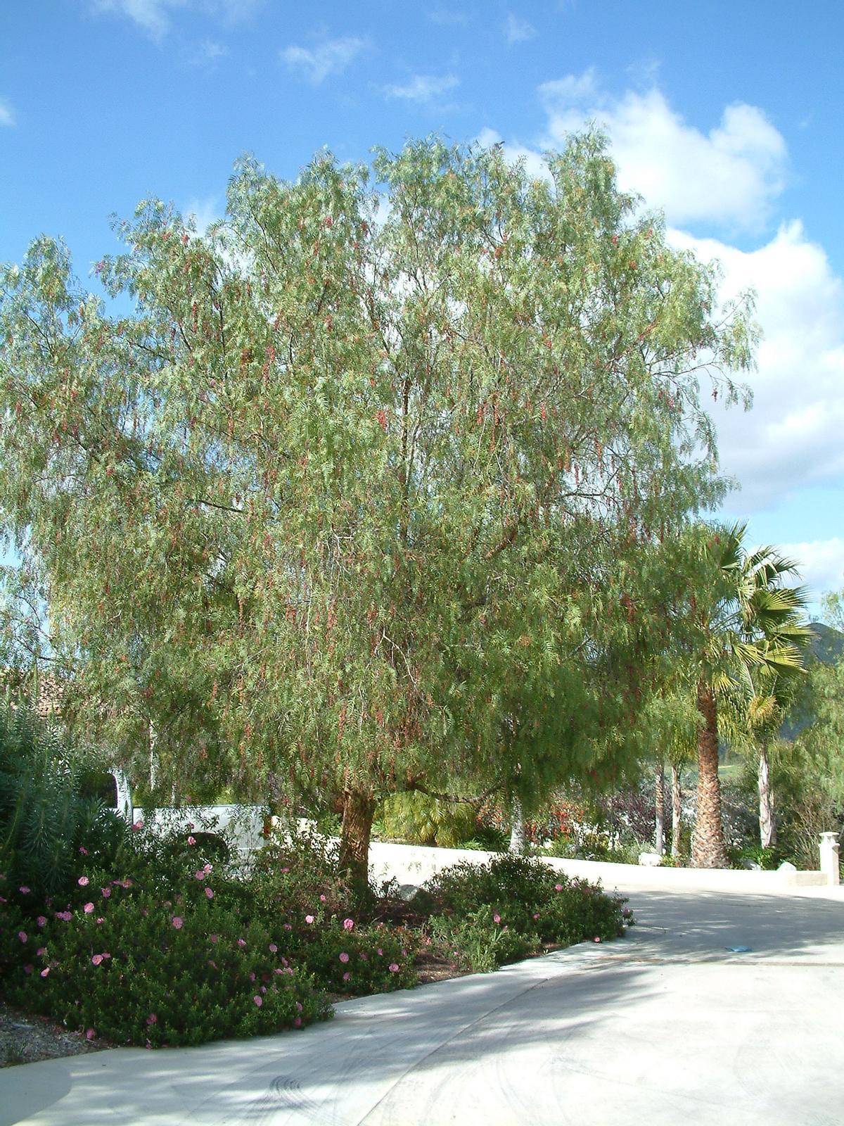 Árboles de la orquídea alineados en una calle de Málaga, proporcionando sombra densa