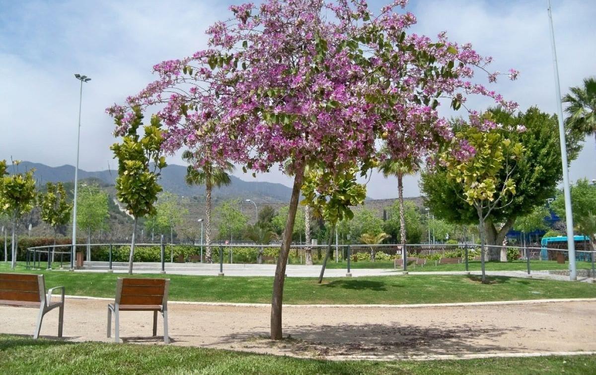 Falso pimentero plantado en una avenida, mostrando su copa amplia y frondosa
