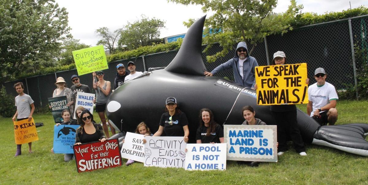 Belugas y delfines preparados para su traslado desde Marineland, Ontario