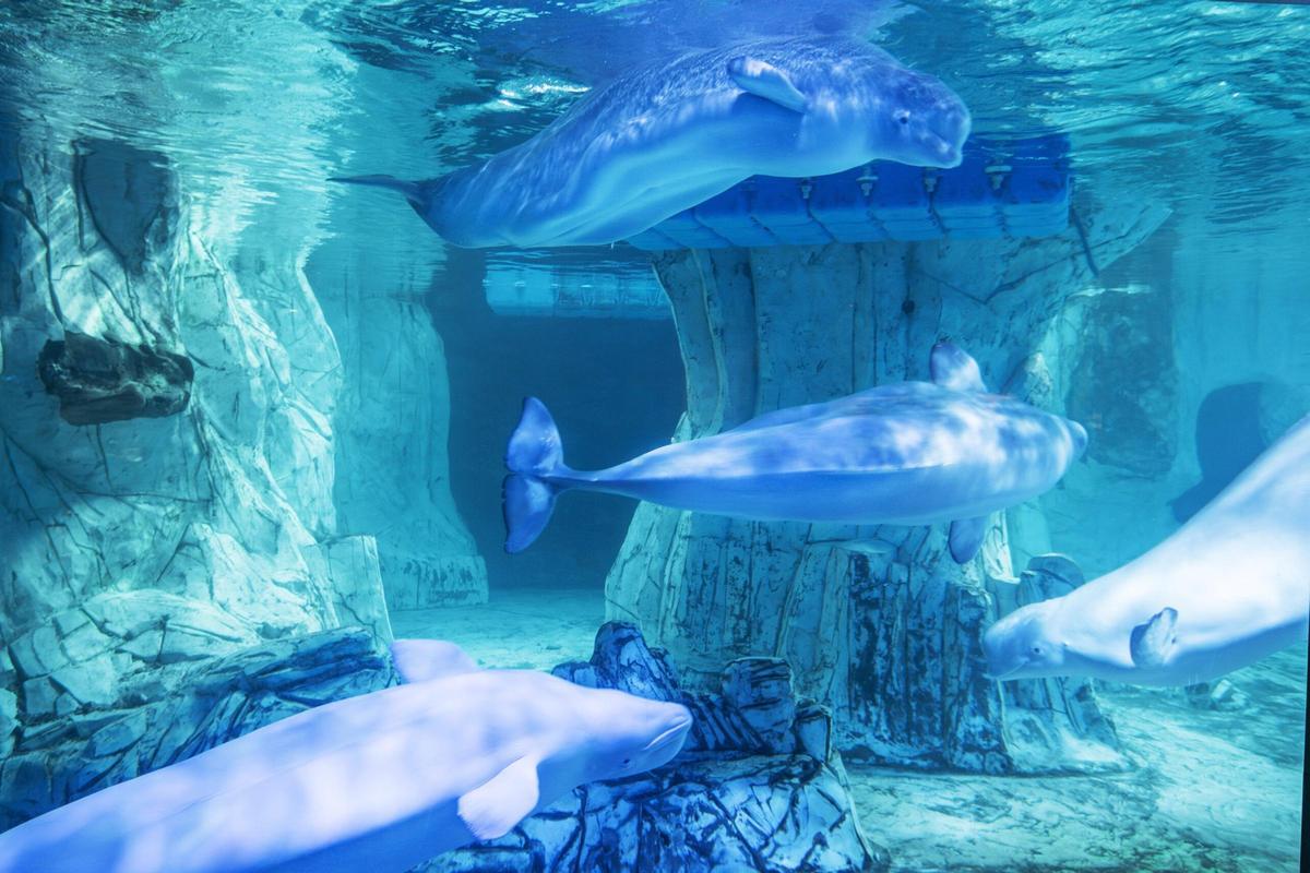 Instalaciones del Oceanogràfic de Valencia, destino español de las belugas