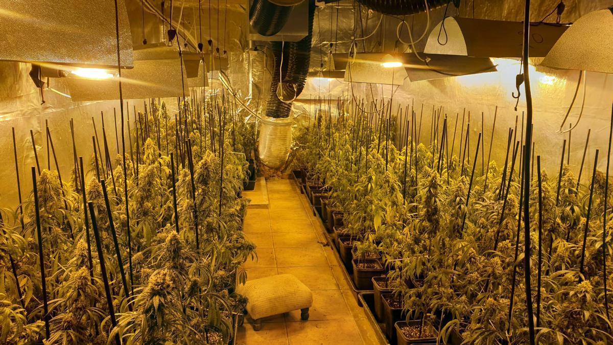 Detenidos 5 personas y decomisadas 370 plantas de marihuana en El Prat de Llobregat