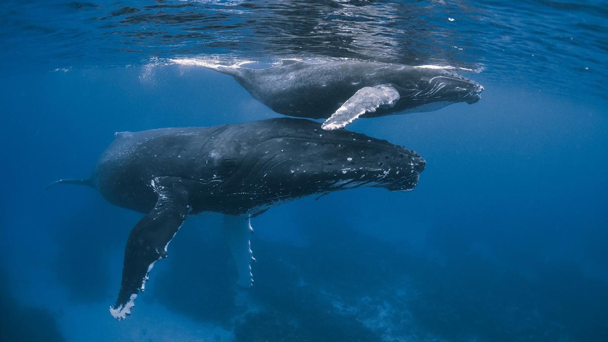Recuperación de ballenas: avistamientos en alza tras 40 años de prohibición