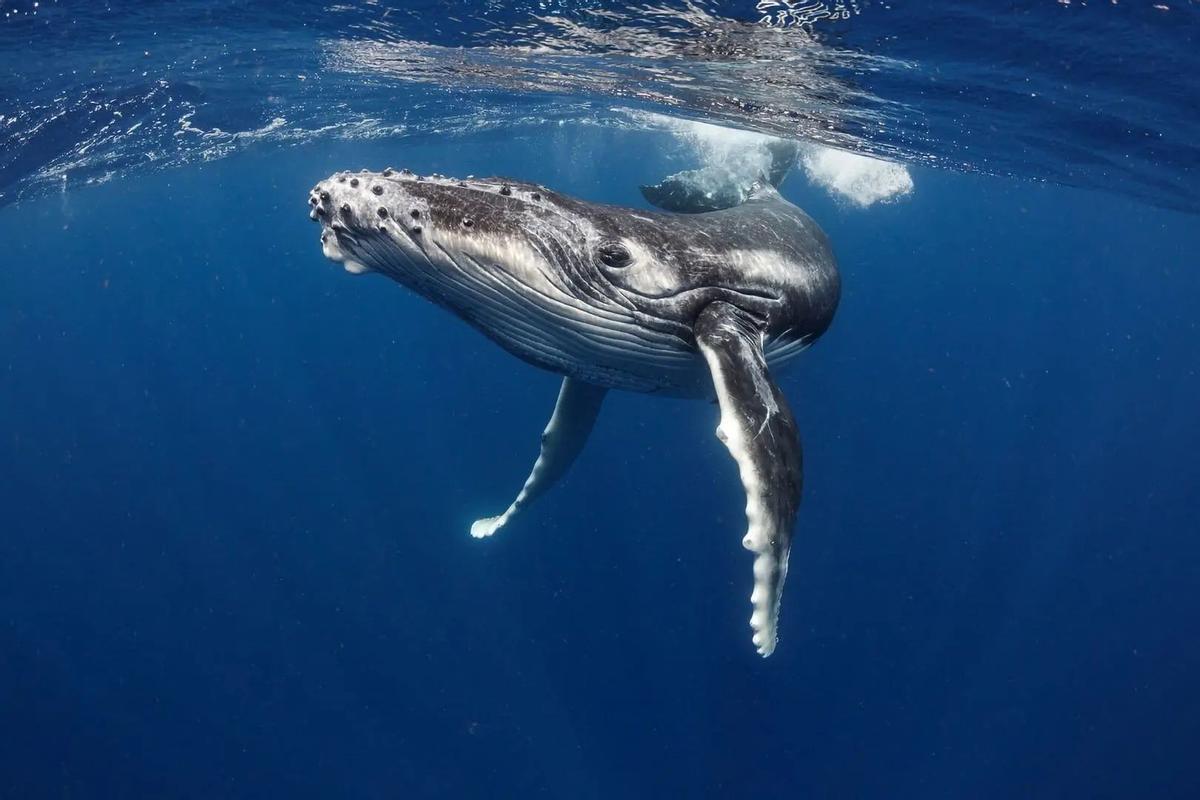 Avistamiento de una ballena azul cerca de la costa sudafricana