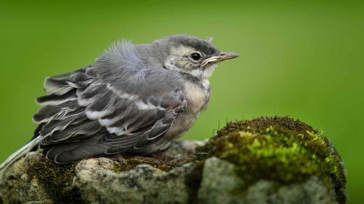 Pollito en el suelo bajo la mirada de un paseante