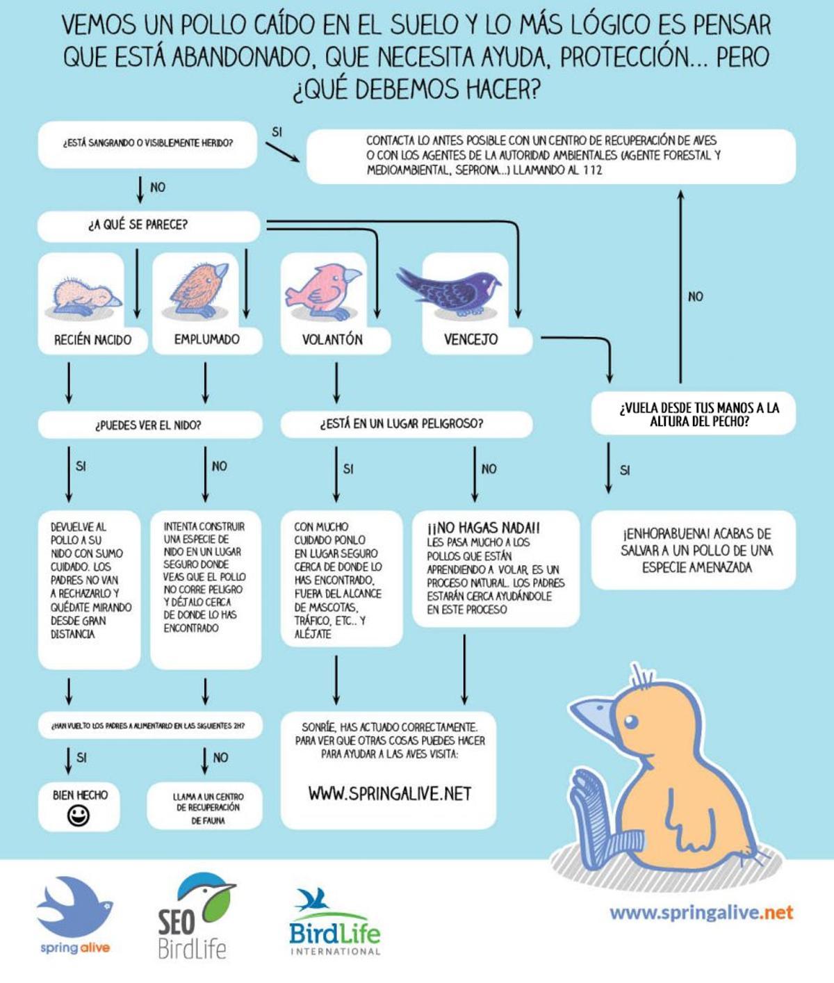 Voluntario de SEO/BirdLife revisando un nido