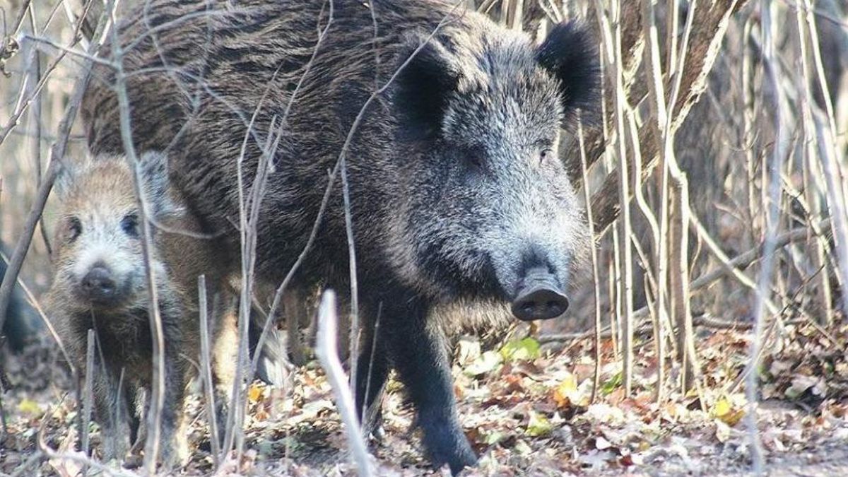 Caza masiva de jabalíes en Collserola: la Generalitat invierte 40 M€ en exterminio
