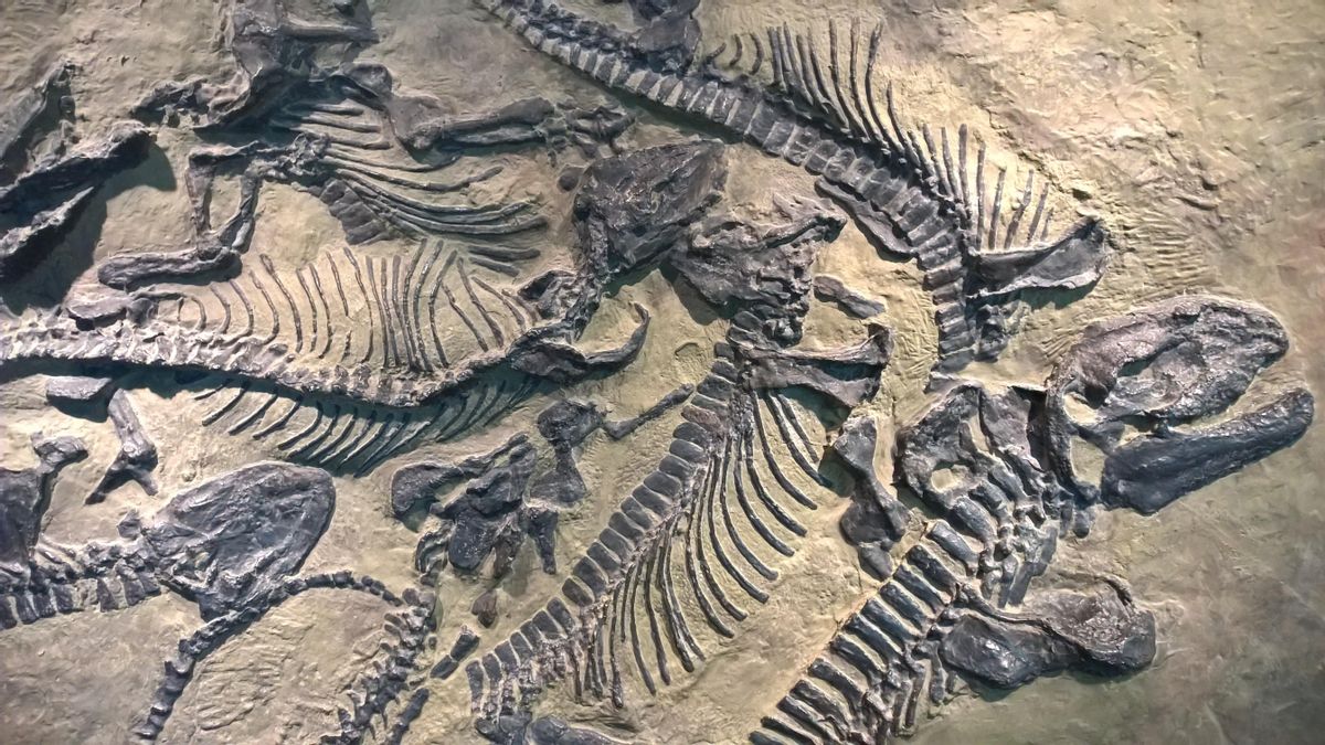 Fósil de Tylosaurus encontrado por un niño de 11 años en Kansas: el hallazgo que revive al depredador del Cretácico