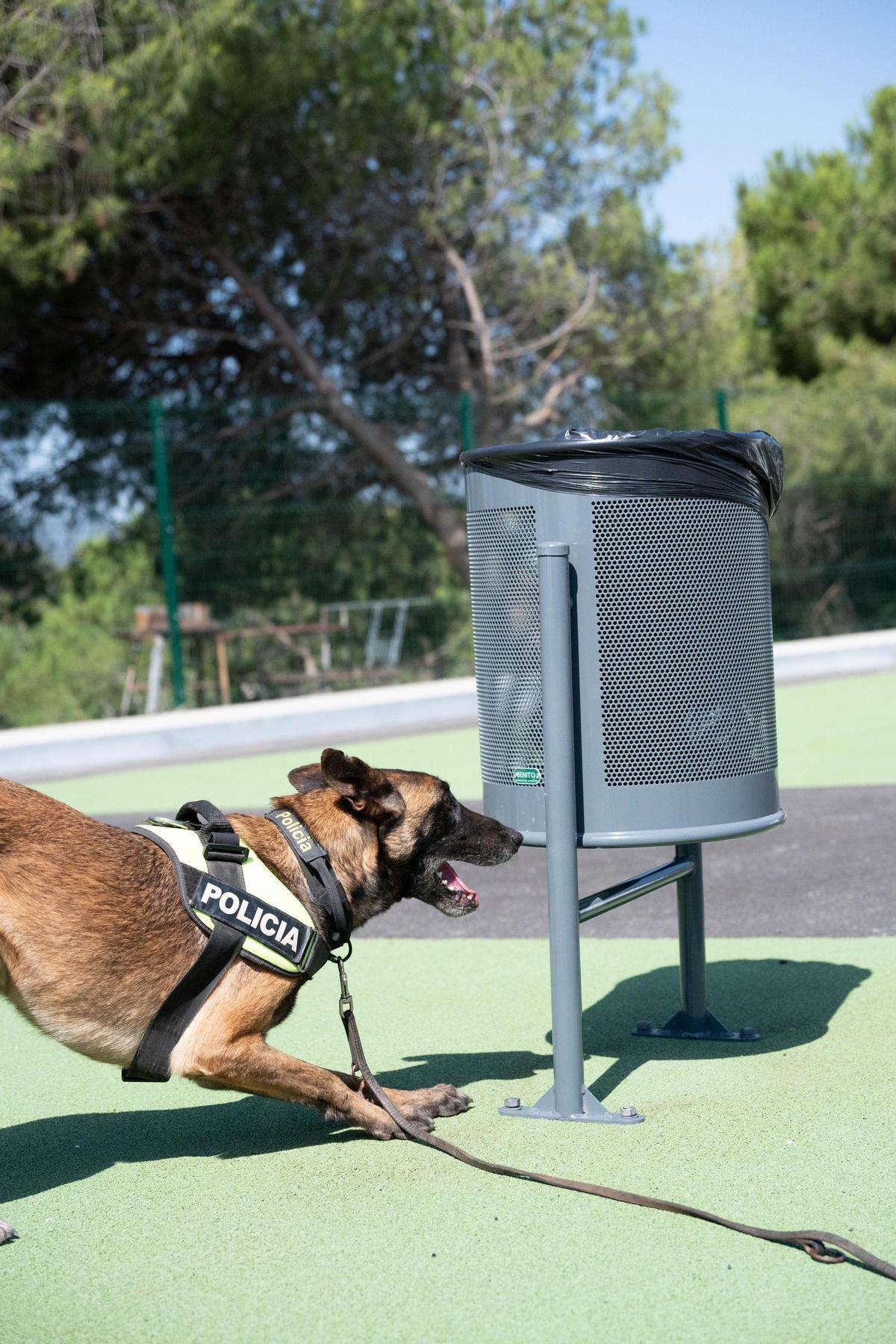 Perro policía Zeus y Rolo en la playa de Badalona