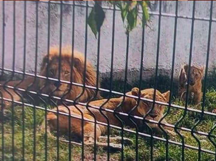 Fachada de la finca Los Leones en Ixtapan de la Sal, rodeada de vegetación y con leones en el recinto