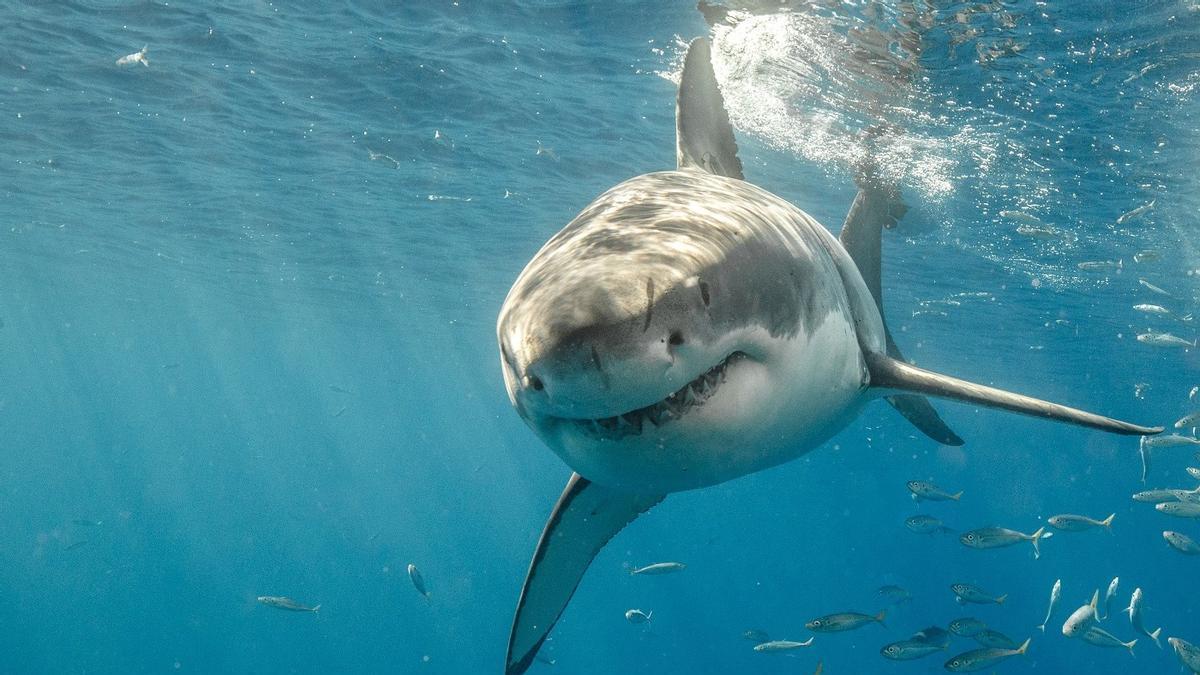 Tiburón blanco adulto filmado en el Mediterráneo confirma población única y en grave riesgo