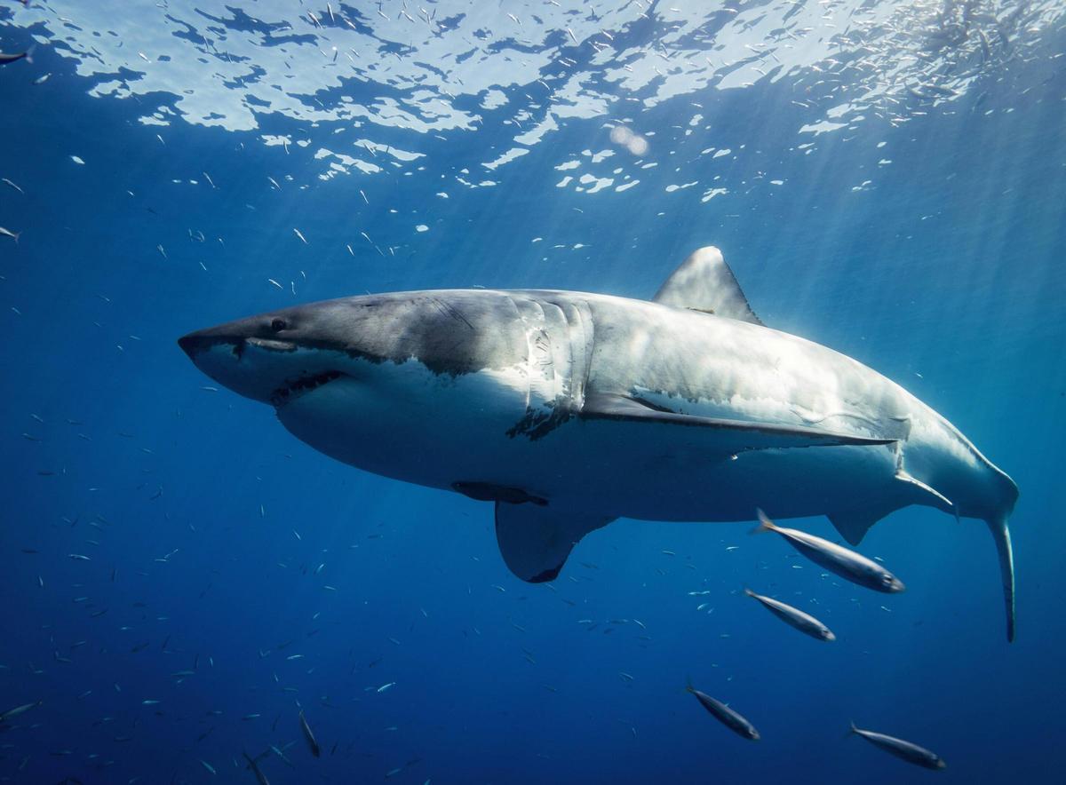 Tiburón blanco adulto nadando cerca de un naufragio entre Túnez y Sicilia