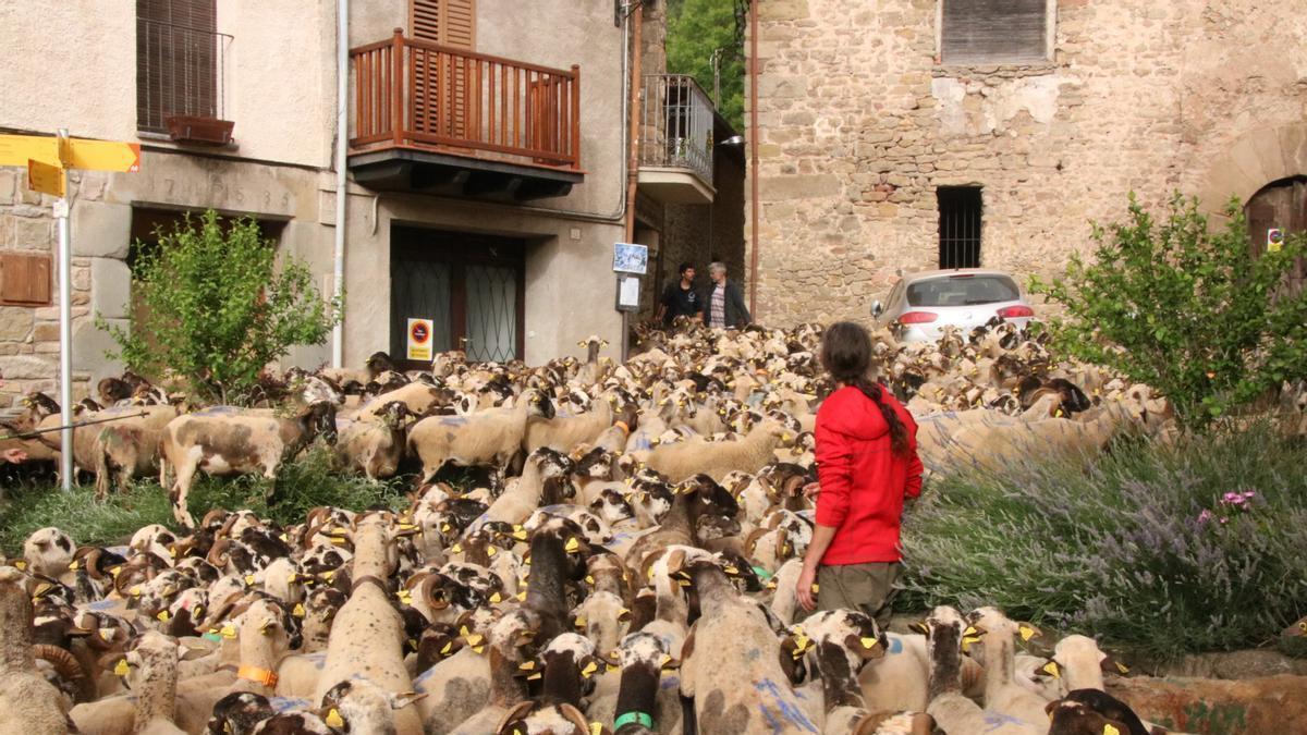 Generación Trashumante: la familia que recorre 600 km con 1.700 ovejas y estrena su documental