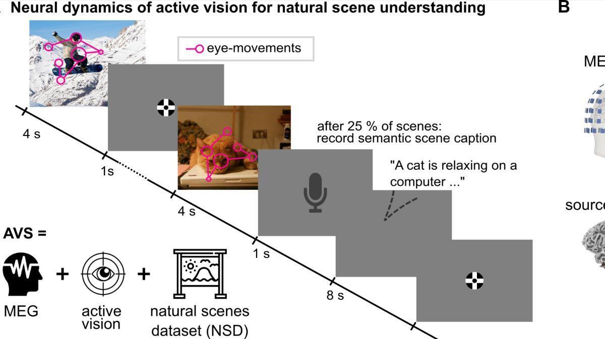 Persona observando una escena natural mientras se registra su actividad cerebral con MEG