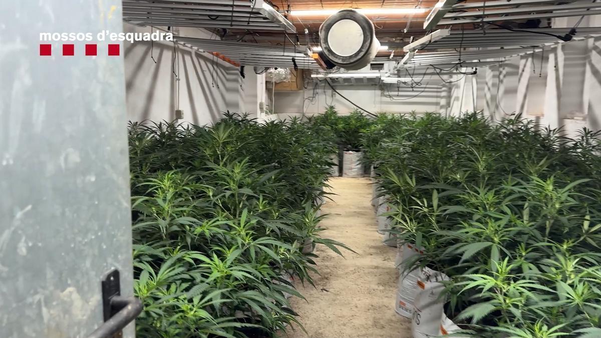 Marihuana: 28 detenidos y bloqueo de 30 inmuebles en la mayor operación de los Mossos en Girona