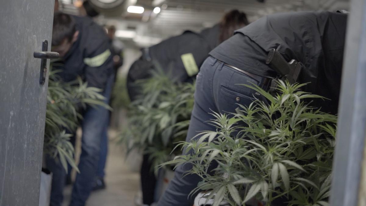 Mossos desarticulan red de marihuana y cocaína en Girona: incautan 200 kg de droga y armas de guerra